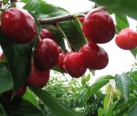 Cherries ready to be picked